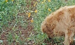 Equestrian Community North Carolina