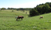 Great Place for Horses and People in North Carolina