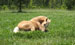 Horse in pasture in North Carolina